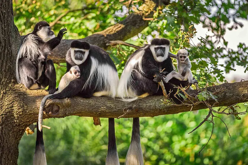 bugonzi tours and safaris (40)